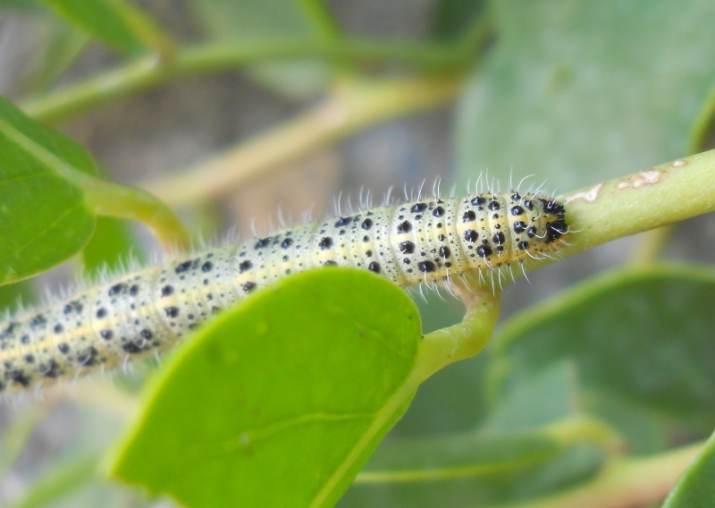 Larve di Pieris brassicae su cappero
